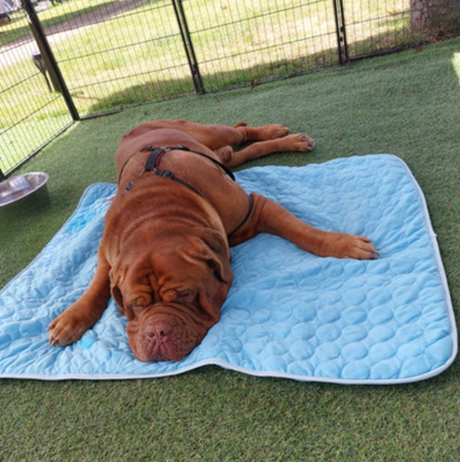 🐾ChillPad™- Den svala favoritplatsen för din hund