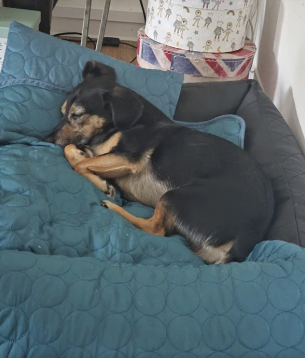 🐾ChillPad™- Den svala favoritplatsen för din hund