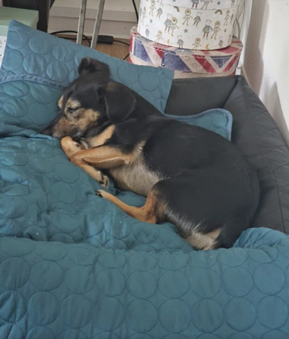 🐾ChillPad™- Den svala favoritplatsen för din hund